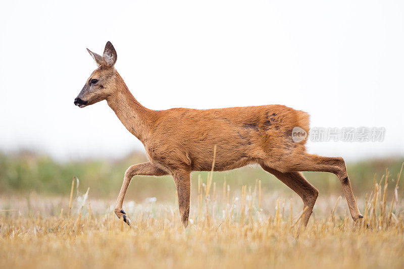 鹿(学名:Capreolus Capreolus)